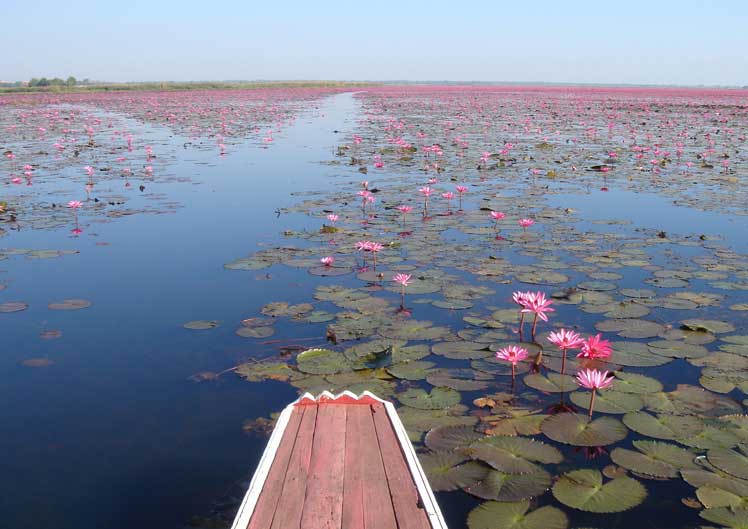 Red Lotus Sea Udon Thani